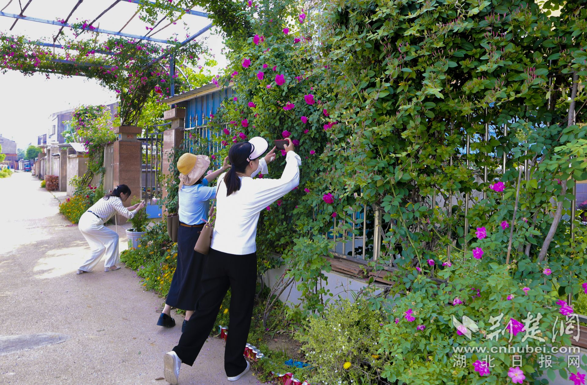 云夢縣城關(guān)鎮(zhèn)肖李社區(qū)二里灣村民家的庭院吸引了不少城里的游客前來拍照打卡。.jpg.jpg